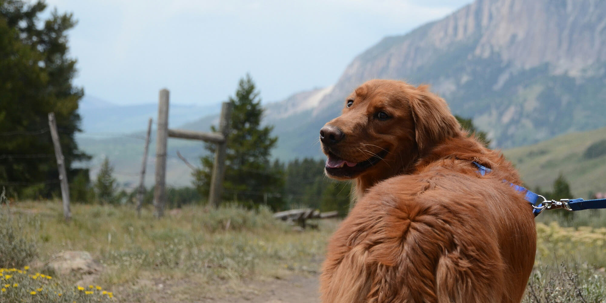 Veterinary Ranch Best Veterinary Hospital In Highlands Ranch, CO | Ridgeline Veterinary ...