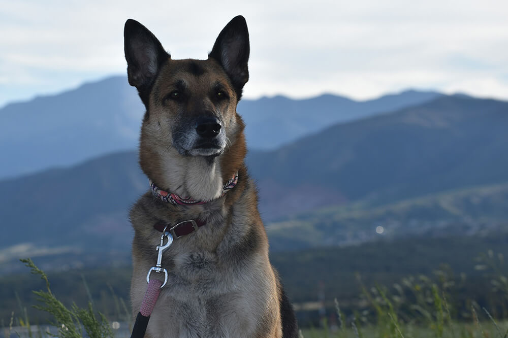Curious dog Curious dog looking out into the distance while on a hike