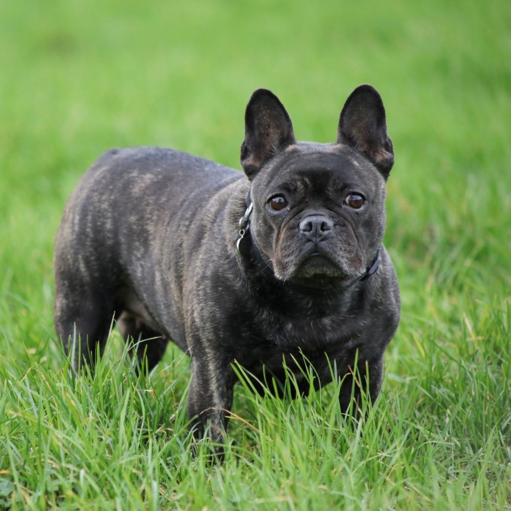 Brindle French Bulldog in grass Brindle French Bulldog in grass