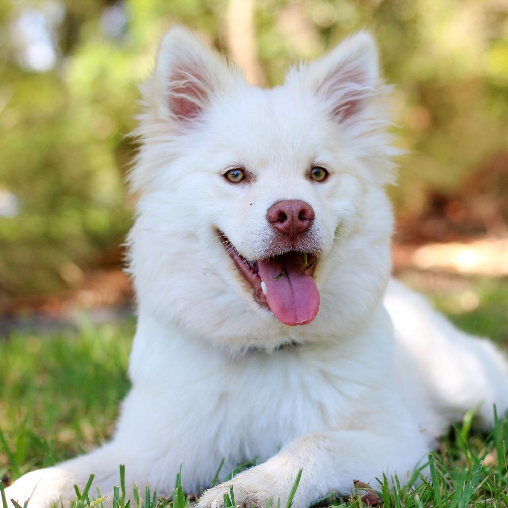 Happy white dog relaxing in grass Happy white dog relaxing in grass
