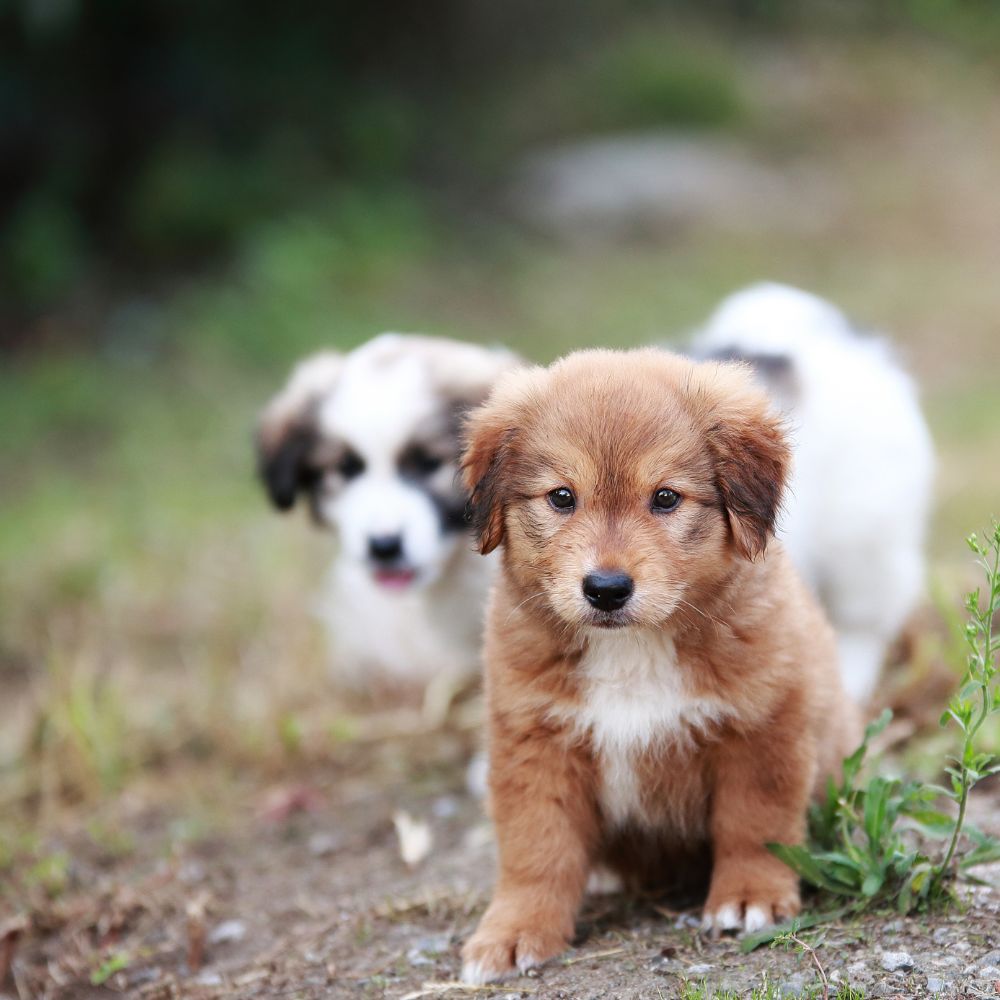 Puppies outside looking at the camera Puppies outside looking at the camera