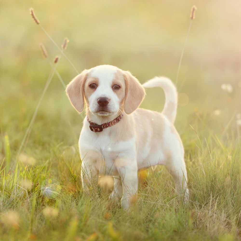 Puppy portrait outdoors in grass Puppy portrait outdoors in grass