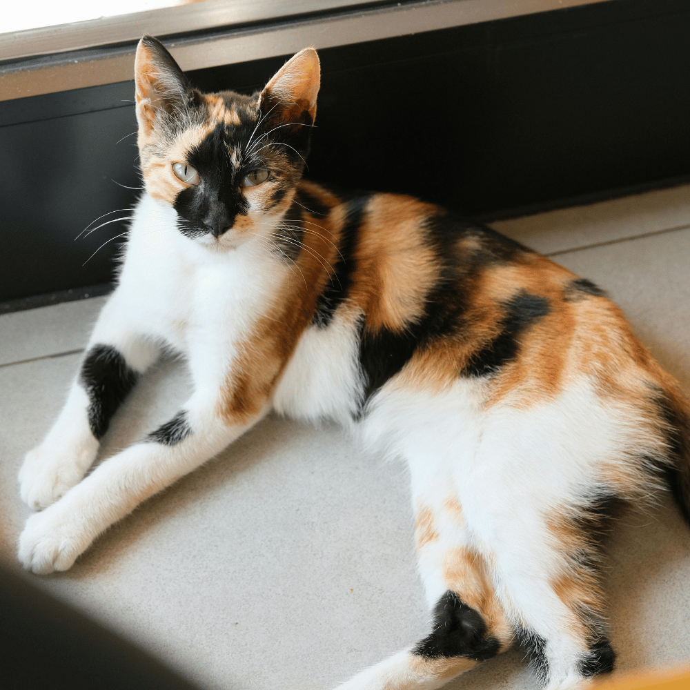 abdominal surgery (1) calico cat laying down