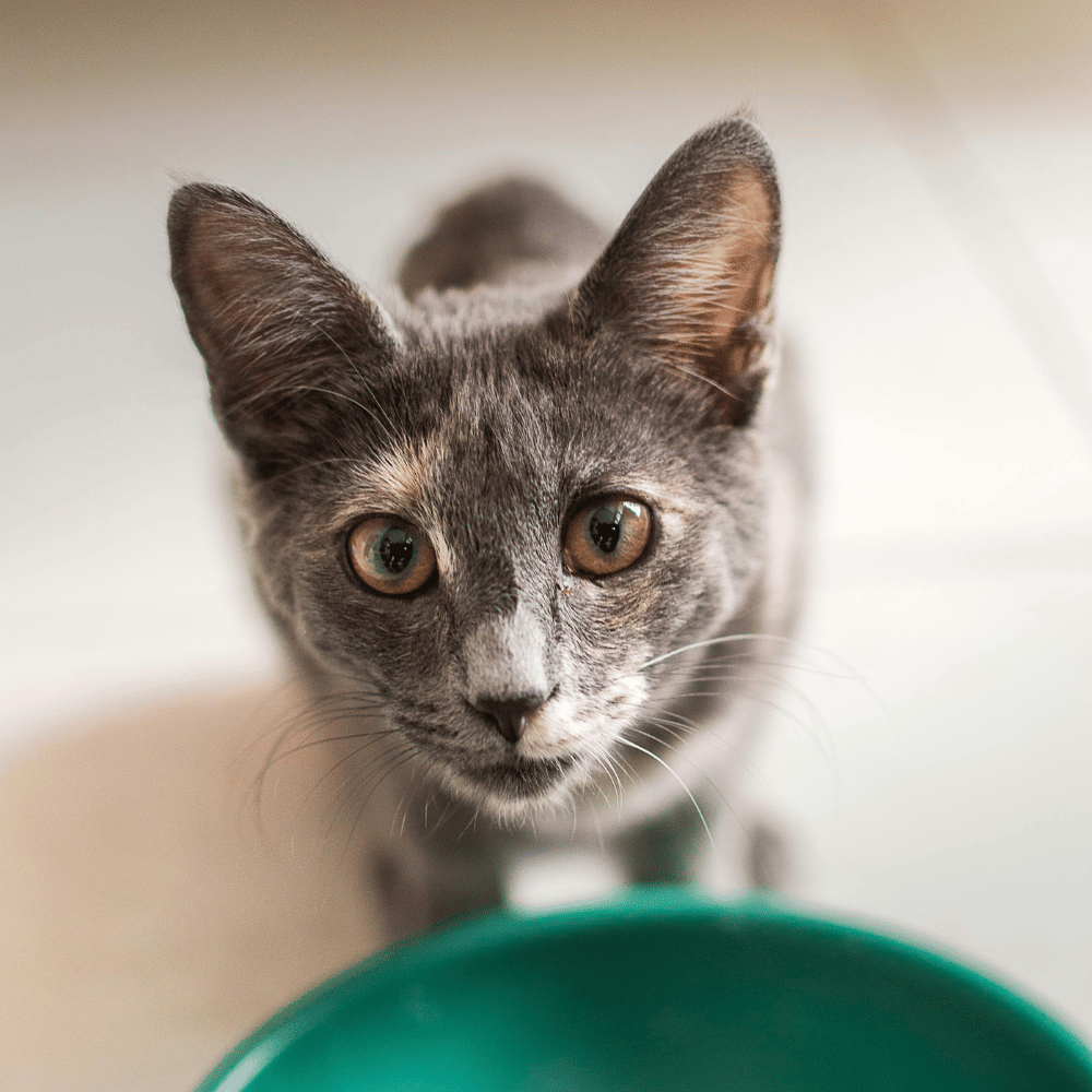 dental care (6) grey and tan cat looking up at a camera