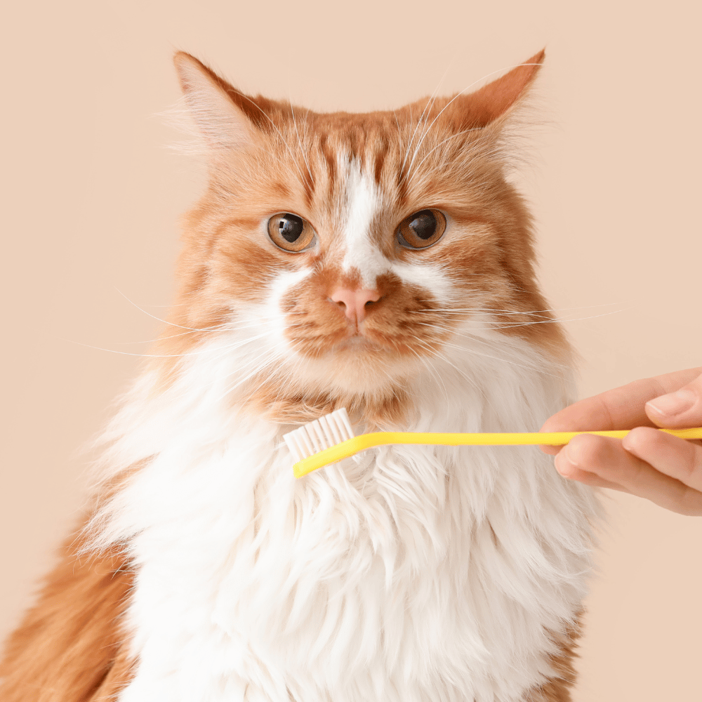 dental care (7) orange and white cat sitting by a person holding a pet toothbrush