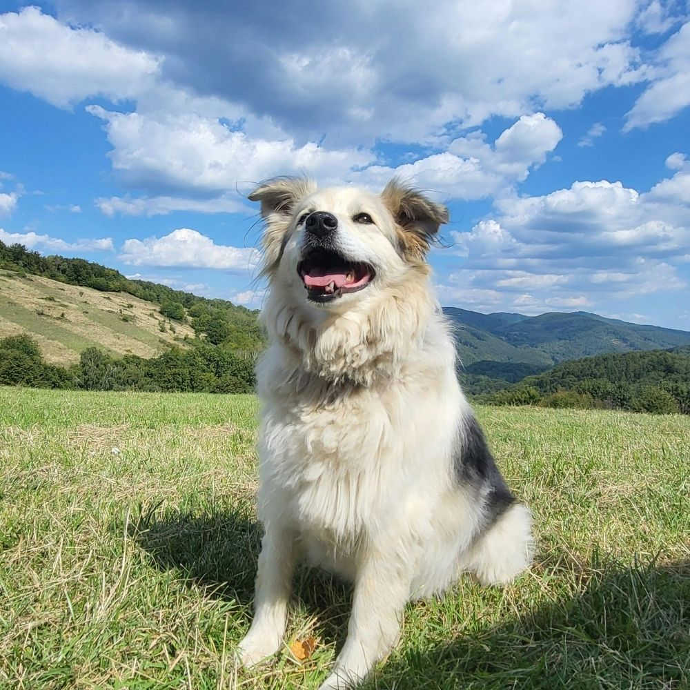 A fluffy dog with white and black fur sits in a grassy field under a blue sky with white clouds. Hills and mountains are visible in the background. A fluffy dog with white and black fur sits in a grassy field under a blue sky with white clouds. Hills and mountains are visible in the background.