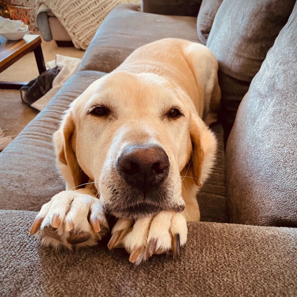 A golden Labrador rests on a gray couch with paws dangling over the edge A golden Labrador rests on a gray couch with paws dangling over the edge