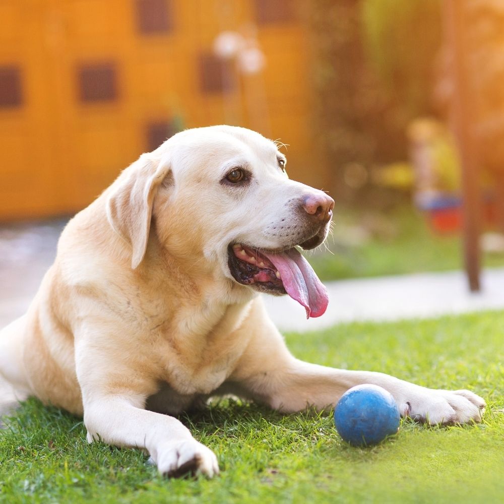 A light-colored Labrador Retriever lies on green grass with its tongue out, next to a blue ball. A blurred orange building is in the background A light-colored Labrador Retriever lies on green grass with its tongue out, next to a blue ball. A blurred orange building is in the background