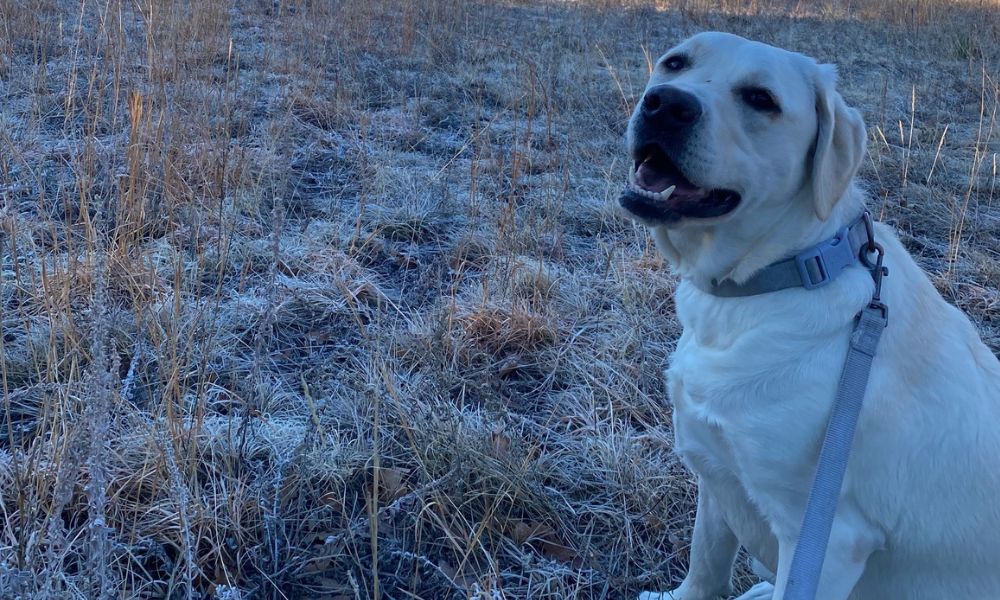 A light-colored dog sits on a leash in a field with trees and mountains in the background on a sunny day. A light-colored dog sits on a leash in a field with trees and mountains in the background on a sunny day.