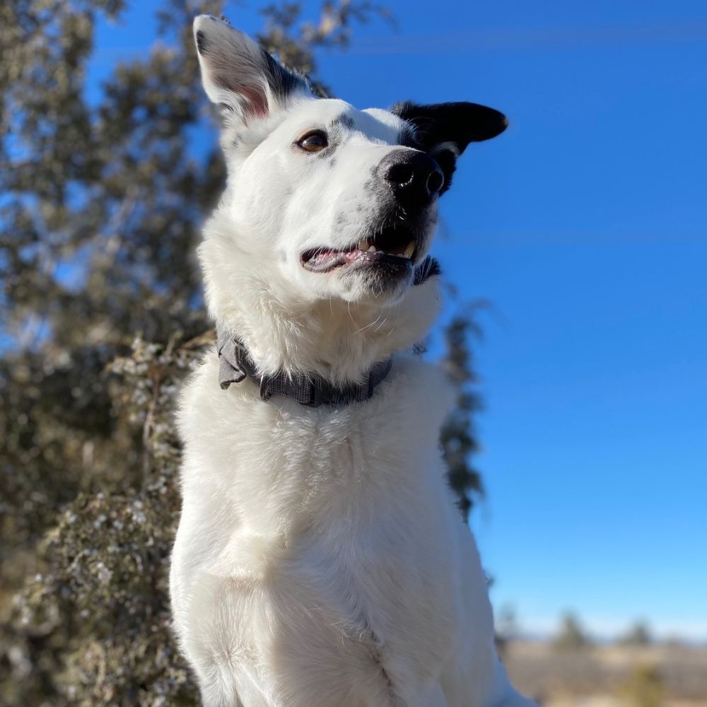 A white dog with black markings sits on a rock against a blue sky A white dog with black markings sits on a rock against a blue sky