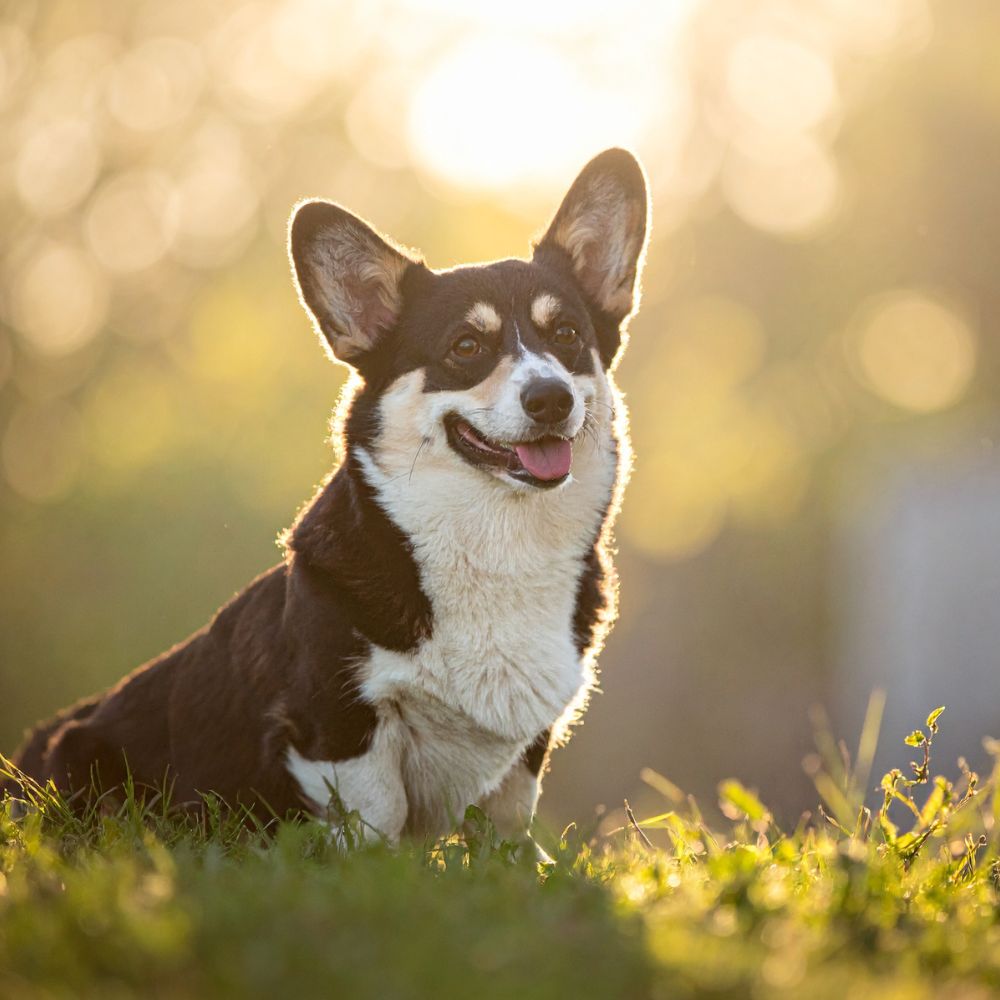 Happy corgi in sunlight Happy corgi in sunlight