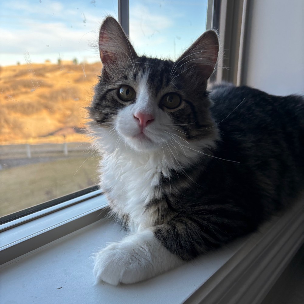 Tabby cat on windowsill Tabby cat on windowsill