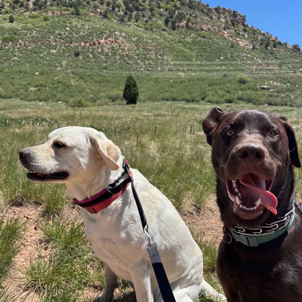 Two dogs, one light-colored and one chocolate-colored, sit in a grassy field with a mountain backdrop under a blue sky Two dogs, one light-colored and one chocolate-colored, sit in a grassy field with a mountain backdrop under a blue sky